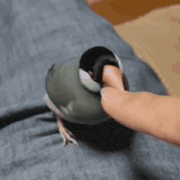 a person is petting a small bird on a person 's knee .