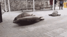 Seal Bouncing GIF - Seal Bouncing Cute GIFs