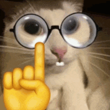 Quackity Nerd GIF - Quackity Nerd Cat GIFs