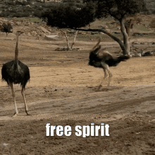 Ostrich Freespirit GIF - Ostrich Freespirit GIFs
