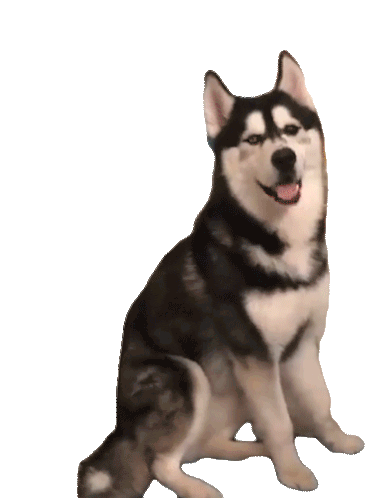 Cute Dog Dogs GIF - CuteDog Dogs Huskys - Discover & Share GIFs