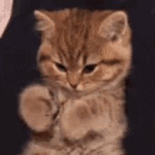 waving kitten