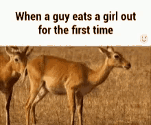 Deer Licking GIF - Deer Licking Eating Out GIFs