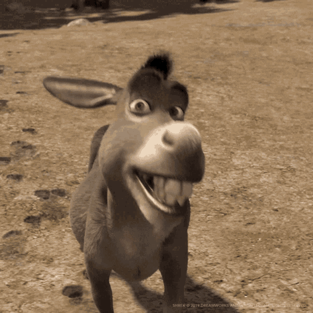 Staring Donkey  Know Your Meme