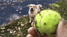 Va Chercher ! GIF - Dog Fetch Catch GIFs