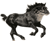frog funny funny frog photoshop horse
