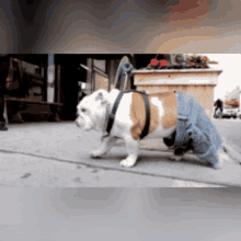 Adrenalina Dog GIF - Adrenalina Dog Jeans GIFs