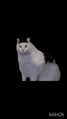 a white cat with a black spot on its back is standing on a black background .