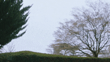 trees without leaves against a cloudy sky in a park