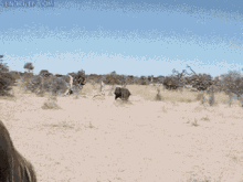 Hungry Hippo GIF - Hungry Hippo Charge GIFs