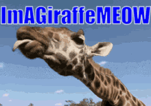 Im A Giraffe Meow GIF - Im A Giraffe Meow GIFs