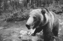 rawr bear scary wild life animal