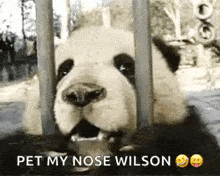 a panda bear is sticking its nose through a fence and says `` pet my nose wilson '' .