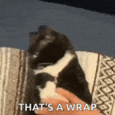 a person is petting a black and white cat with the words that 's a wrap below it .