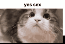 Yes Sex GIF - Yes Sex Cat GIFs