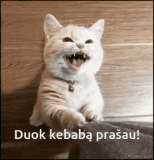Cat Cat Kebab GIF - Cat Cat Kebab Kebab Cat GIFs