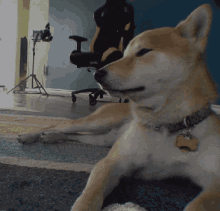 Doge Sleepy Yawning GIF