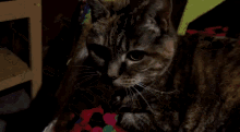 a cat is laying on a colorful blanket and looking at the camera