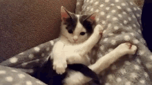 Wag My Tail Back And Forth GIF - Tail Kitten Cat GIFs