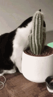 kitty cactus love cat clingy