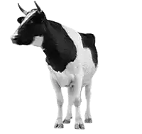 a black and white cow with long horns is standing on a white background .