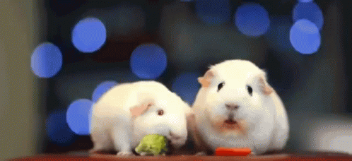 Guinea Pig When You Realize GIF - Guinea Pig When You Realize Stunned GIFs