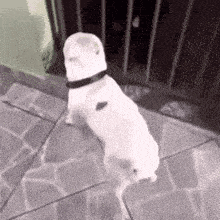 a white dog is standing on its hind legs on a sidewalk in front of a fence .