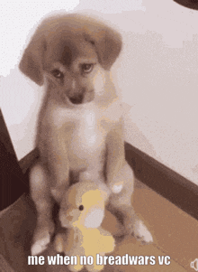 a puppy is sitting next to a stuffed animal with the caption me when no breadwars vc