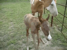 test funny animals baby horse fall