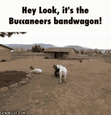 Goats GIF - Bandwagon Bandwagonfan Bandwagonsportsfan GIFs