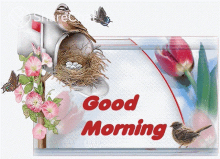 Good Morning Morning GIF - Good Morning Morning Nest GIFs