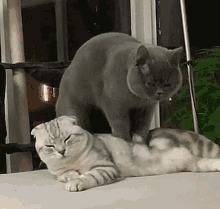 Cat Massage GIF - Cat Massage Kitty GIFs