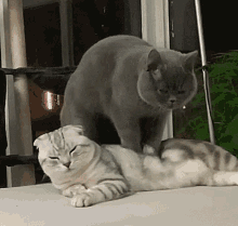 GIF