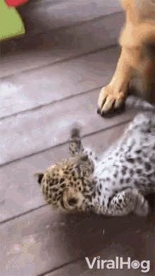 Dog Licking Leopard Viralhog GIF - Dog Licking Leopard Viralhog Leopard Cub GIFs