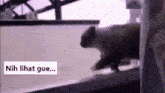 a cat is walking down a staircase in a room .