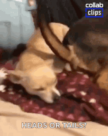 Dog Tail Dog Wags Tail On The Head Of Other Dog GIF - Dog Tail Dog Wags Tail On The Head Of Other Dog Wagging Tail GIFs