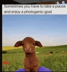 Photogenic Goat Pause GIF - Photogenic Goat Pause Hold Up GIFs
