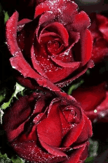 Red Rose571 Red Rose75 GIF