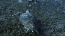 Turtle Sea Turtle GIF - Turtle Sea Turtle Marine Life GIFs