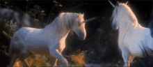 Unicorn Horse GIF - Unicorn Horse Mythical GIFs