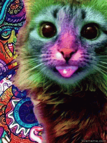 Shakespearesshitstorm Cute Cat GIF