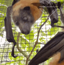 Aussiecrazybatlady Bats GIF - Aussiecrazybatlady Bats Bat GIFs