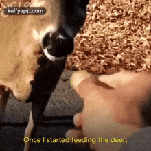 Once I Started Feeding The Deer,.Gif GIF - Once I Started Feeding The Deer Cattle Animal GIFs