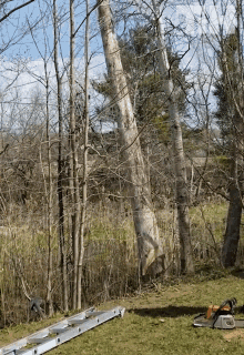 Tree Falling This Is Happening GIF - Tree Falling This Is Happening Run Away GIFs