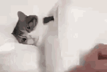 Cat Sleep GIF - Cat Sleep Angry GIFs