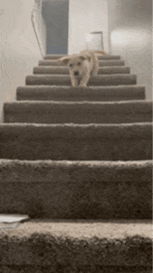 a dog is walking up the stairs in a house .