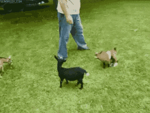 Get Out Of My Way! GIF - Goat GIFs