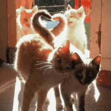 Cute Cat Heart GIF