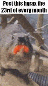 a picture of a squirrel with a red object in its mouth with the caption post this hyrax the 23rd of every month