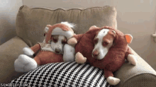 Dogs In Costumes Cute GIF